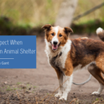 What To Expect When Volunteering At An Animal Shelter Adam Gant